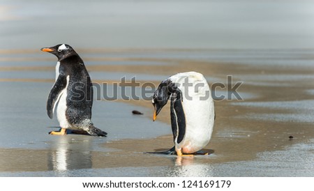 Gentoo penguins near the water over the coast.  Falkland Islands, South Atlantic Ocean, British Overseas Territory