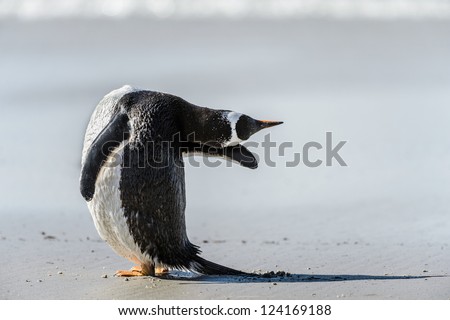 Gentoo penguin poses.  Falkland Islands, South Atlantic Ocean, British Overseas Territory