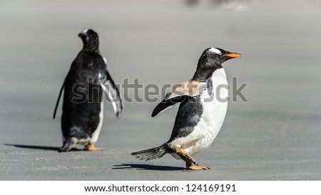 Gentoo penguins near the water over the coast.  Falkland Islands, South Atlantic Ocean, British Overseas Territory