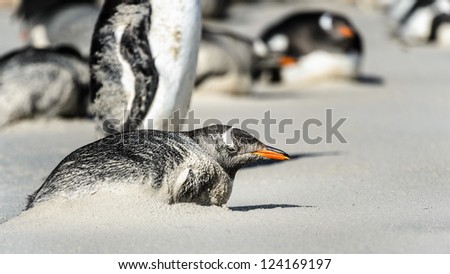 Gentoo penguin in the sand.  Falkland Islands, South Atlantic Ocean, British Overseas Territory