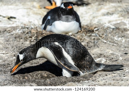 Gentoo penguin takes care of the egg.  Falkland Islands, South Atlantic Ocean, British Overseas Territory
