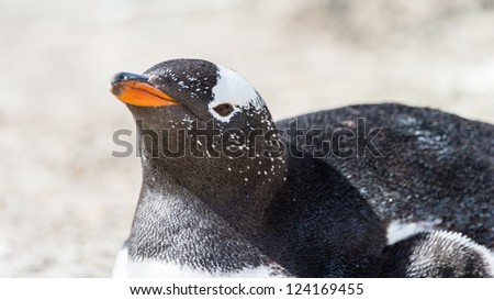 Head of a Gentoo penguin.  Falkland Islands, South Atlantic Ocean, British Overseas Territory