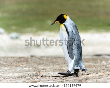 King penguin walks thinking.  Falkland Islands, South Atlantic Ocean, British Overseas Territory