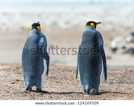 Two KIng penguins. Sight from the back.  Falkland Islands, South Atlantic Ocean, British Overseas Territory
