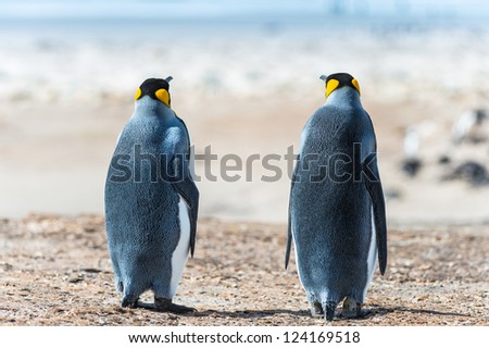 Two KIng penguins. Sight from the back.  Falkland Islands, South Atlantic Ocean, British Overseas Territory