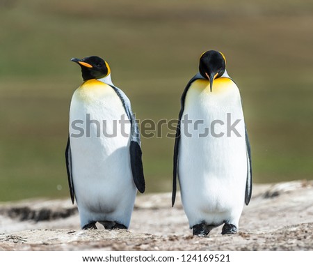 Couple of the KIng penguins.  Falkland Islands, South Atlantic Ocean, British Overseas Territory