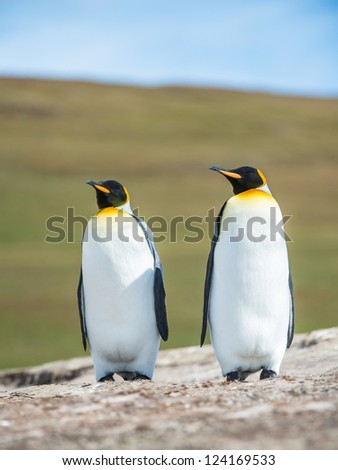 Couple of the KIng penguins.  Falkland Islands, South Atlantic Ocean, British Overseas Territory