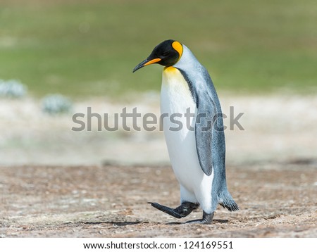 King penguin walks thinking.  Falkland Islands, South Atlantic Ocean, British Overseas Territory
