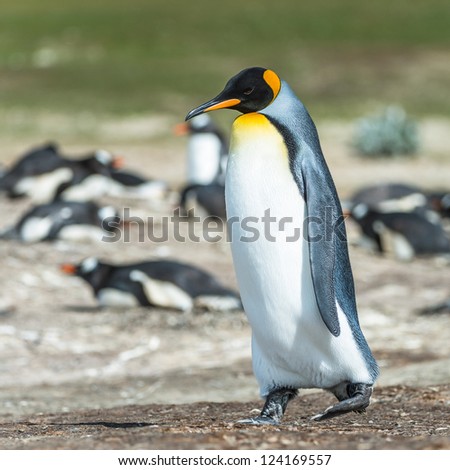King penguin.  Falkland Islands, South Atlantic Ocean, British Overseas Territory