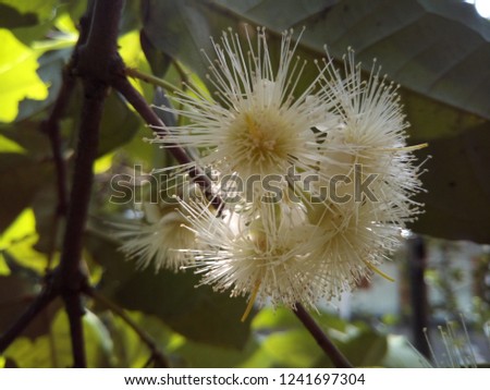 Forest flowers Picture