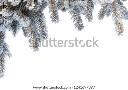 Twigs of fir tree in the snow with copy space, Isolated on white Christmas and New Year winter background. Greeting card