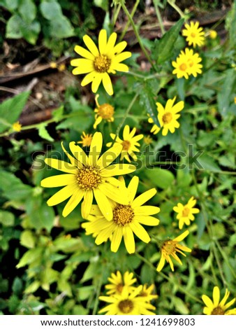Yellow Flowers mostly found in mountain specially between rainy and winter season