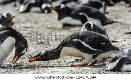 Gentoo penguins seek food.  Falkland Islands, South Atlantic Ocean, British Overseas Territory