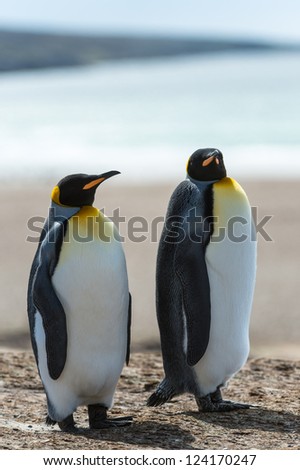 Two KIng penguins walk over the coastline.  Falkland Islands, South Atlantic Ocean, British Overseas Territory