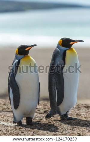 Two KIng penguins walk over the coastline.  Falkland Islands, South Atlantic Ocean, British Overseas Territory