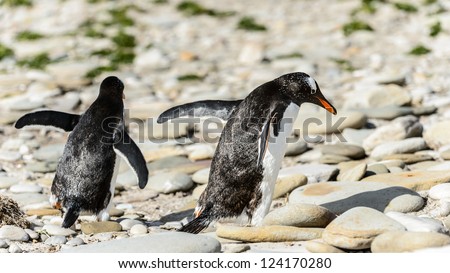 Gentoo penguins walk over the stones. Falkland Islands, South Atlantic Ocean, British Overseas Territory