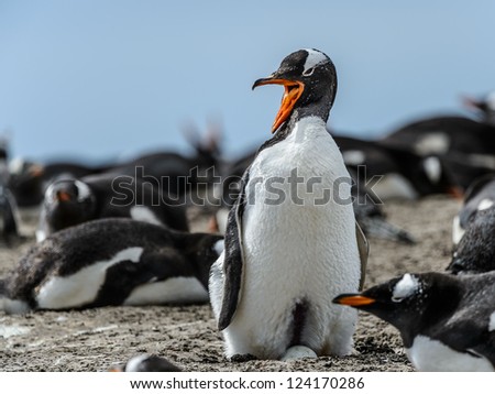 Gentoo penguin screams.  Falkland Islands, South Atlantic Ocean, British Overseas Territory