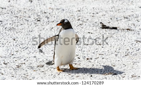 Gentoo penguin walks over the ground.  Falkland Islands, South Atlantic Ocean, British Overseas Territory