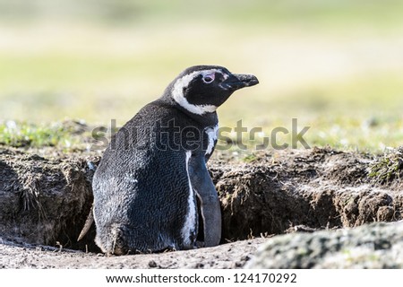 Magellanic penguin sits in a hall, Falkland Islands, South Atlantic Ocean, British Overseas Territory