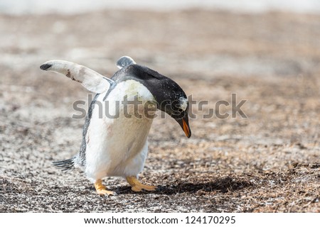 Photo of a little Gentoo penguin.  Falkland Islands, South Atlantic Ocean, British Overseas Territory