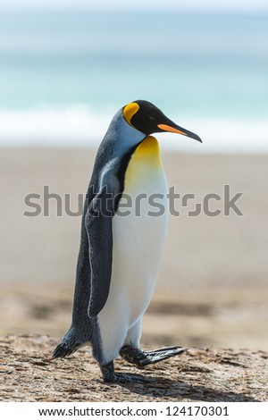Profile of a KIng penguin.  Falkland Islands, South Atlantic Ocean, British Overseas Territory