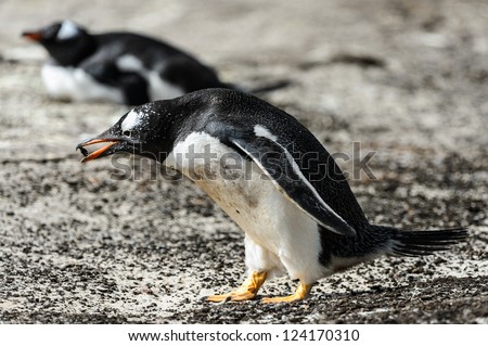 Gentoo penguin with food in the pick.  Falkland Islands, South Atlantic Ocean, British Overseas Territory