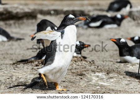Gentoo penguin runs with something in the mouth.  Falkland Islands, South Atlantic Ocean, British Overseas Territory