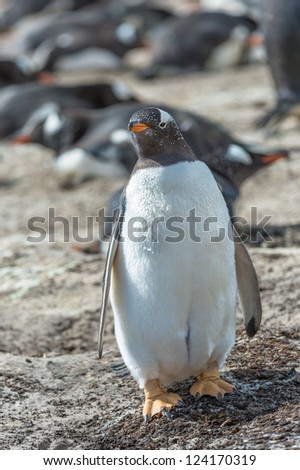 Fat Gentoo penguin.  Falkland Islands, South Atlantic Ocean, British Overseas Territory