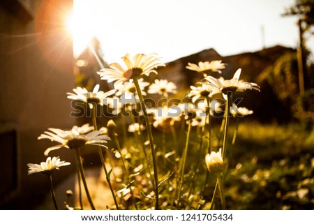 daisy sun light