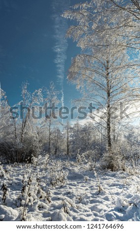 the snow wood in sunny day/Snowy fir trees in winter forest at snowfall.