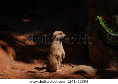a standing meerkat