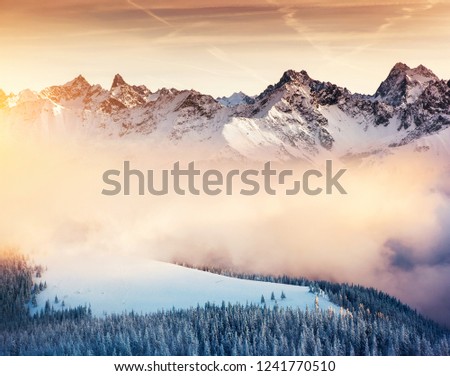 Charming white spruces on a frosty day. Creative collage. Winter alpine ski resort. Exotic wintry scene. Fabulous seasonal wallpapers. Happy New Year! Discover the beauty of earth.