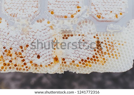 macro special honey comb, close up, flowing, bee-garden, natural products, apiary
