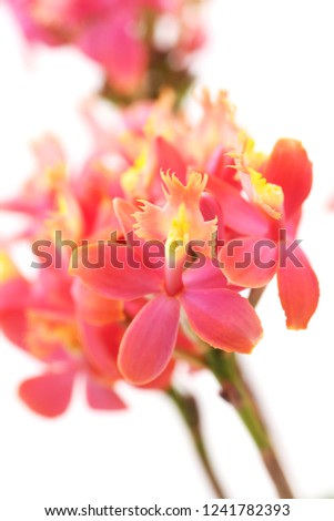 A picture of asclepias with another flower in it.