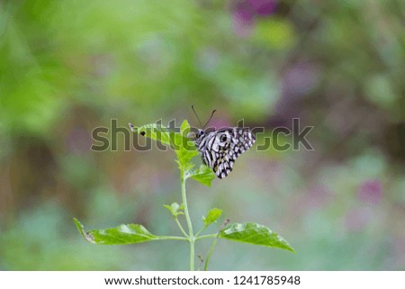 Beautiful Common lime butterfly sitting on the flower plant with a nice soft background in its natural habitat