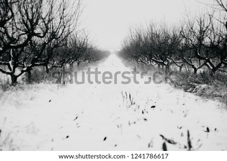 a peach orchard in the winter