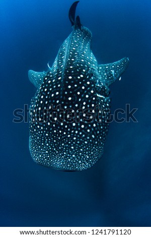 A whale shark from above showing off all it's amazing spot patterns in deep dark blue water