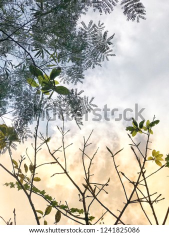 green tree, white clouds and blue sky background