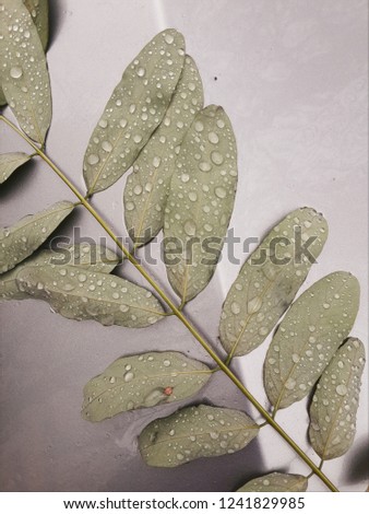 Closeup of green leaves with raindrops.