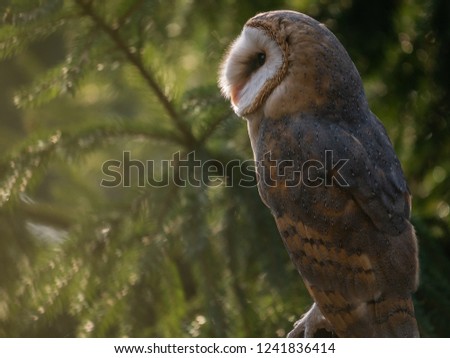 Barn owl (Tyto alba) sitting on a wooden fence. Forest in background. Barn owl portrait. Owl sitting on fence. Owl on fence.