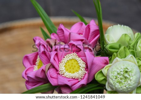 Purple Lotus with white in the threshing basket