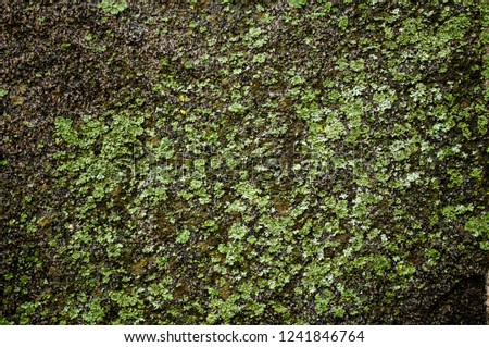 A moss on the concrete
