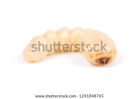 Larva bark beetle (Scolytinae). Larva of Bark beetles legless isolated on white background. Royalty-Free Stock Photo #1241848765