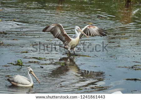Pelican bird in action