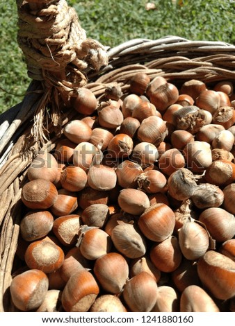 A close view of bunch of hazelnuts (Corylus avellana) without husk under the sunlight in a wicker basket on a green lawn