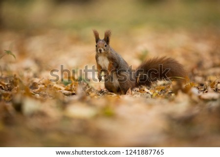 Squirrel. The squirrel was photographed in the Czech Republic. Squirrel is a medium-sized rodent. Inhabiting a wide territory ranging from Western Europe to Eastern Asia. Free nature. Beautiful pictur
