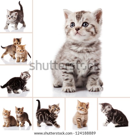 kitten isolated on white background. cat collection Royalty-Free Stock Photo #124188889