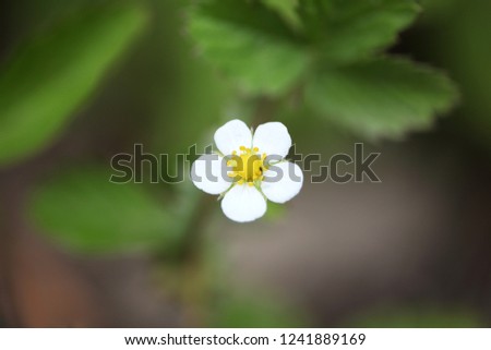 a cute little Dianthus picture