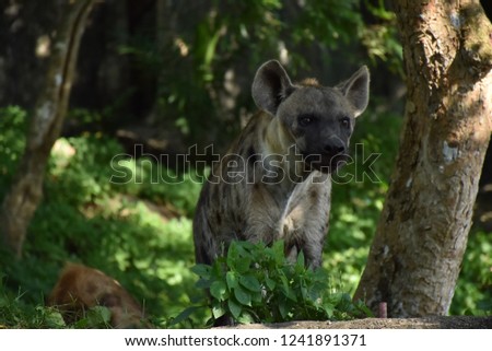 close up face of hyena and eye looking to hunting