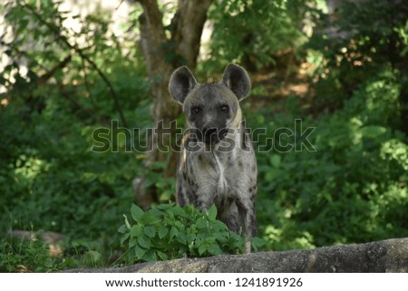 close up face of hyena and eye looking to hunting